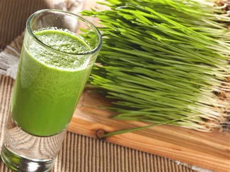 Wheat Grass