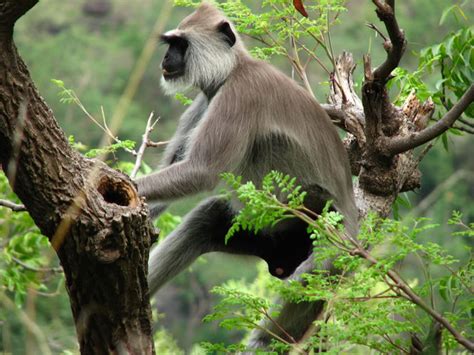 Idukki Wildlife Sanctuary | Wildlife in Kerala | Kerala | Kerala