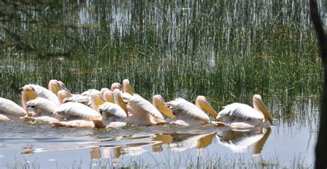 Da Nairobi Escursione Di Un Giorno Al Parco Nazionale Del Lago Nakuru