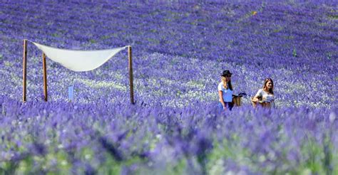 Aix-en-Provence: Lavender Fields Visit | GetYourGuide