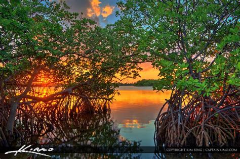 Sunset Through Mangrove Tree Singer Island Florida Mangrove Sunset