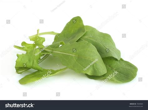 Rocket Leaves Stock Photo 7094905 : Shutterstock