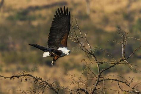 African Fish Eagle In Kruger National Park South Africa Stock Photo