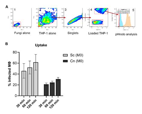 Fig S3 Flow Cytometry Analysis A Representative Plots Showing The