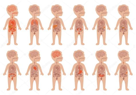 Órganos humanos anatomía infantil vector gráfico vectorial eveleen