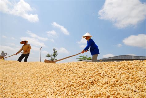 Từ Hạt Gạo Làng Ta Vươn Ra Thế Giới