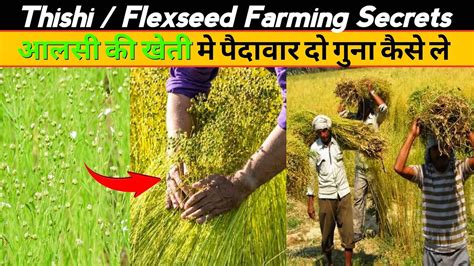 Thisi Ki Kheti Alsi Flexseed Linseed Farming Secrets