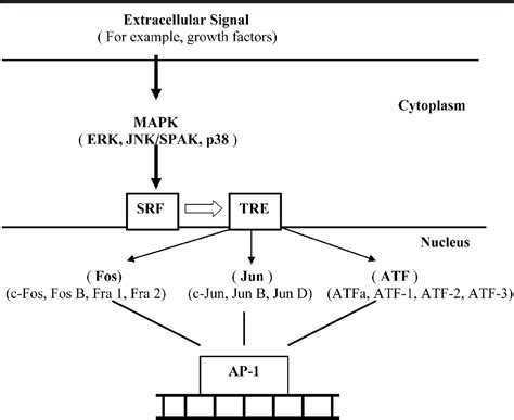 Figure 1 from MANAGEMENT OF ONCOGENIC TRANSFORMATION BY INTERFERING WITH THE ACTION OF ACTIVATOR ...