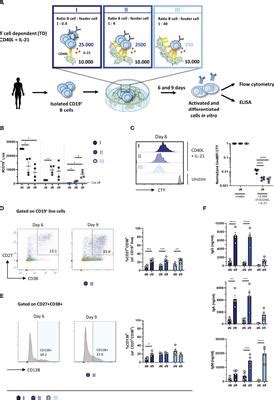 Frontiers Optimized Protocols For In Vitro T Cell Dependent And T