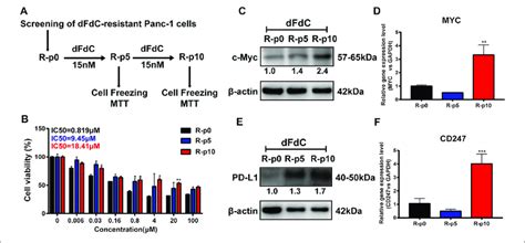 C Myc And Pd L1 Were Elevated In Dfdc Resistant Panc 1 Panc 1 Dfdc