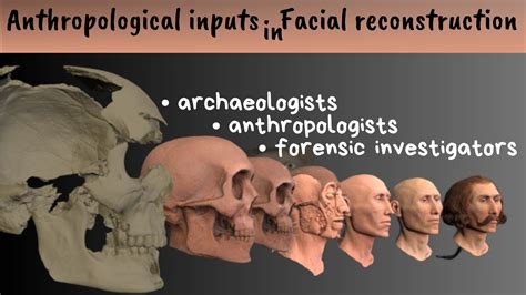 Anthropological Inputs In Facial Reconstruction Anthromania