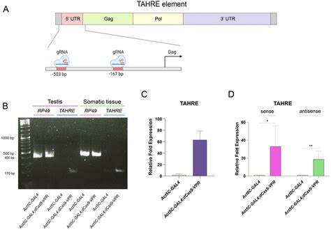 Transcription Activation Of The Heterochromatic Element Tahre Mediated Download Scientific