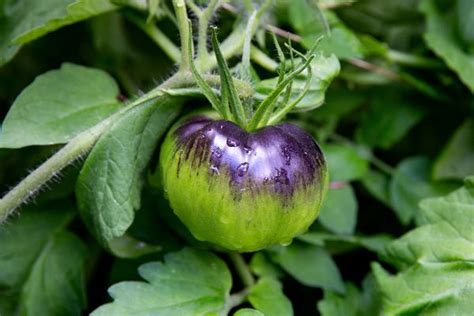 8 Types Of Tomatoes Longtime Gardeners Recommend Growing