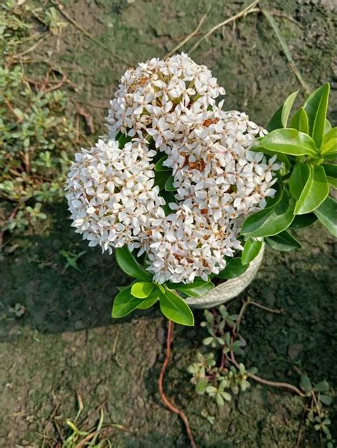 Full Sun Exposure Ixora Finlaysoniana White Rongon Flower Plant For