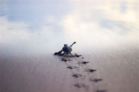 Baby Turtle Wallpaper - WallpaperSafari