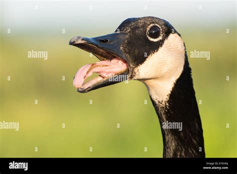 Inside Of A Goose Mouth