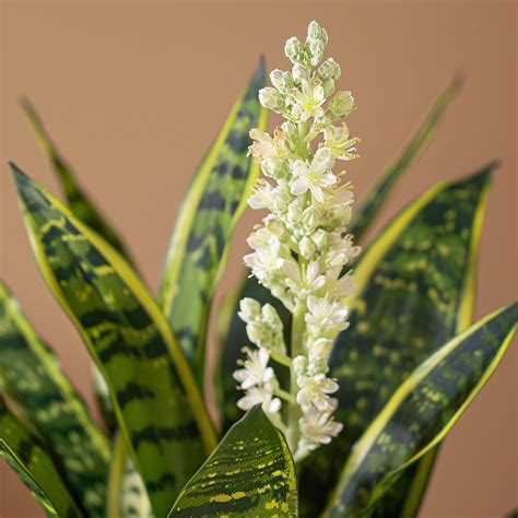 secret    snake plant  flower complete gardening