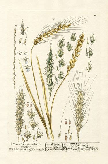 Rye Oat And Barley Cereal Grain Food Chart Botanical Lithograph Illustration For Your Vintage