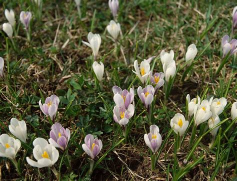 Crocus Chrysanthus Ard Schenk Und Bild Kaufen 12233828