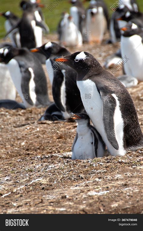 Gentoo Penguin Chick Image & Photo (Free Trial) | Bigstock