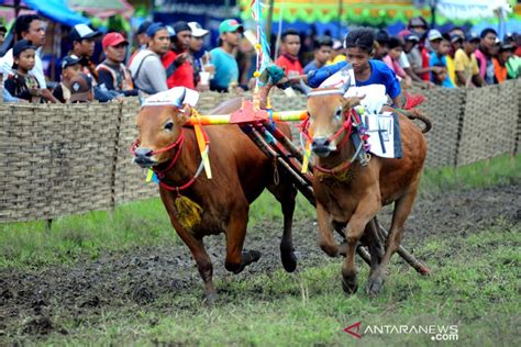 Karapan Sapi Piala Presiden Akan Digelar Di Stadion Moh Noer ANTARA News