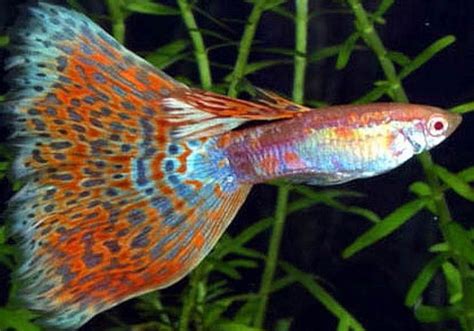 Different Types Of Guppies In The World With Beautiful Pictures