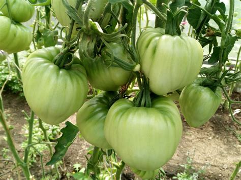 Томат Бобби: отзывы, фото, описание и характеристика | tomatland.ru