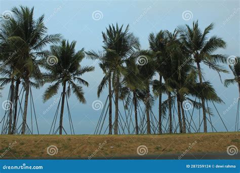 Coconut trees by the beach stock photo. Image of coconut - 287259124