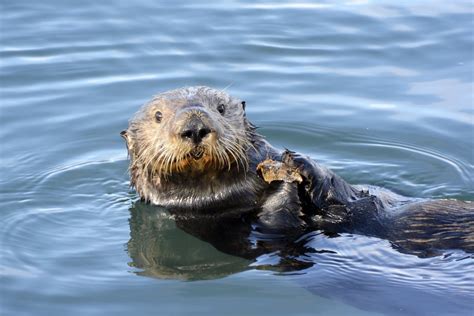 Meet the Smartest Ocean Animals - Ocean Conservancy