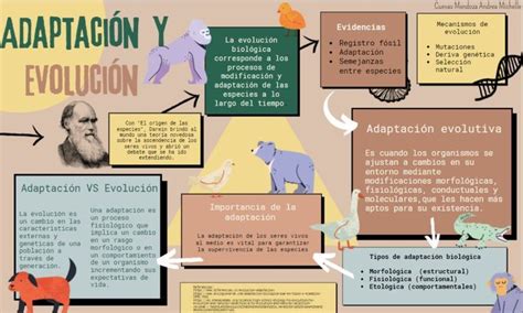 Evoluci N Y Adaptaci N Evolucion Biologica Evolucion Deriva Gen Tica