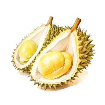 Durian Watercolor Illustration PNG Vector PSD And Clipart With