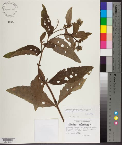 Silphium Dentatum Species Page Apa Alabama Plant Atlas