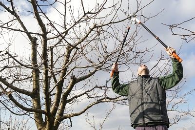 Yard and Garden: Pruning Oak Trees | News