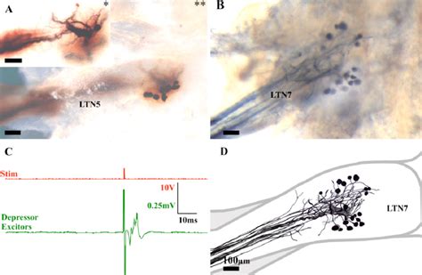 7 Motor Neurons Innervating The Depressor Musculature Of L