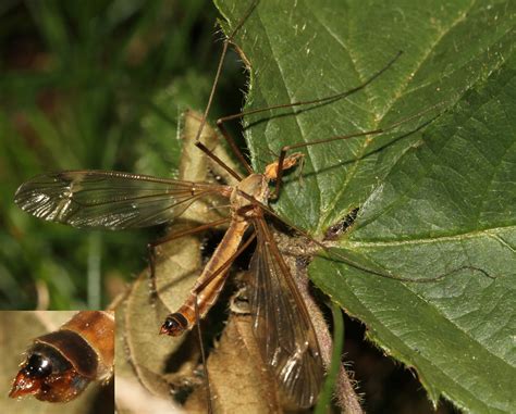 R F Insecta Diptera Tipulidae Tipula Lunatipula