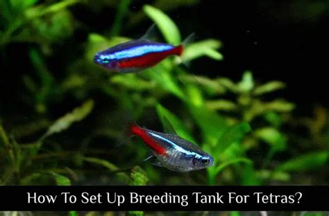 How To Set Up Breeding Tank For Tetras? - Tetra Fish Care