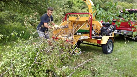 Gallery | Buckthorn, Invasive Species Removal