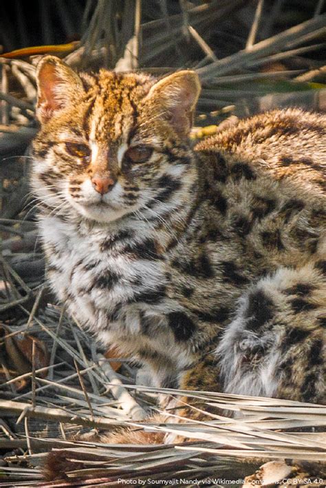 Leopard Cat Rainforest Habitat Rainforest Trust Species Extinction