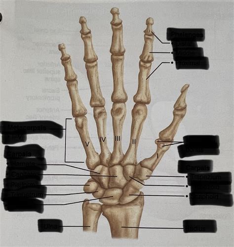 Bones Of The Hand Diagram Quizlet