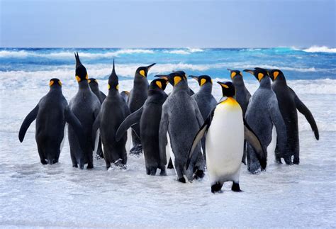 Penguins The Flightless Birds Impressive Nature