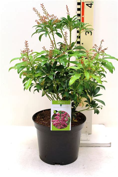 Pieris Japonica Passion — Plant Wholesale Floraccess