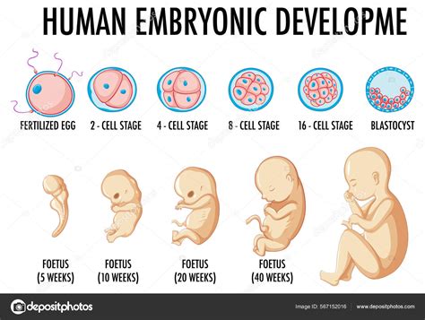 Desarrollo Embrionario Humano Ilustración Infográfica Humana Vector De Stock 567152016 De