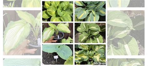 Хоста купить в Краснодаре | Товары для дома и дачи | Авито