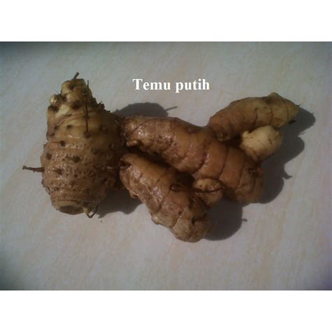 Jual Herbal Alzheimer Temu Putih Segar 1 Kg Kunir Putih Kunyit