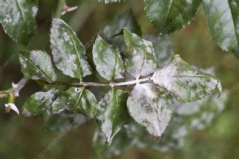 Powdery Mildew On Rose Stock Image C034 2139 Science Photo Library