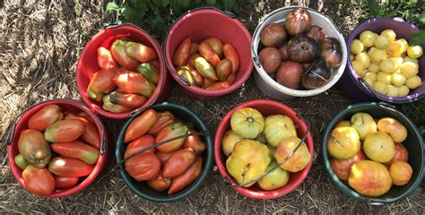 Tomato Starts — Sunny Lane Farm