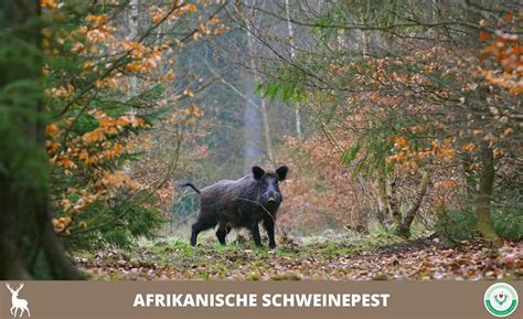 Afrikanische Schweinepest Beim Schwarzwild Aufhebung Eines Weiteren