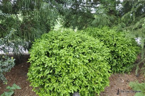 Buxus Sinica Var Insularis Wintergreen The Site Gardener