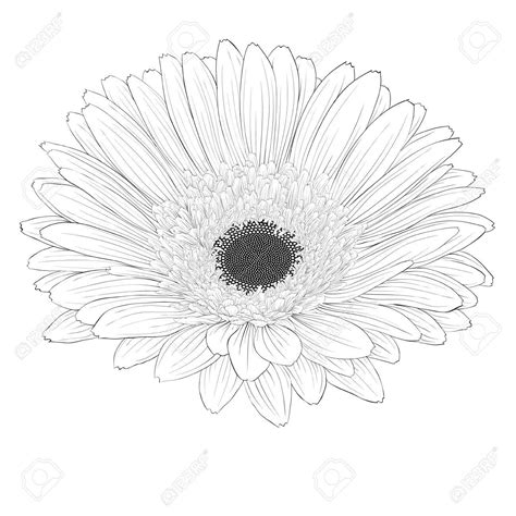 Gerbera Daisy Drawing At Getdrawings Free Download