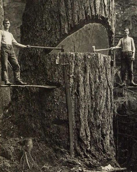 redwood logging  firewood hoarders club